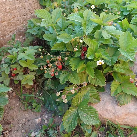 Kuca Za Odmor Gota Casa vacanze *
